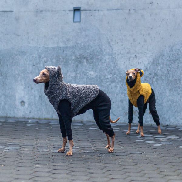 Italian Greyhounds vs. Rain The Stylish Showdown