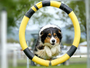 Collie Quotient: Understanding and Training Your Border Collie