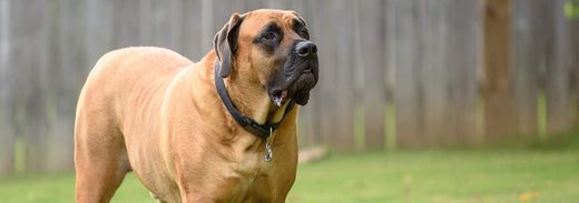 5 Things To Know About The Doberman Mastiff