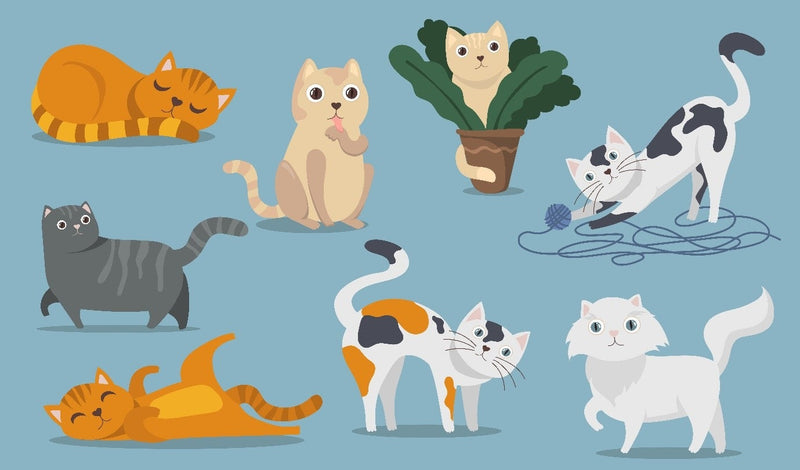 8 Popular Cat Breeds - Everything You Should Know
