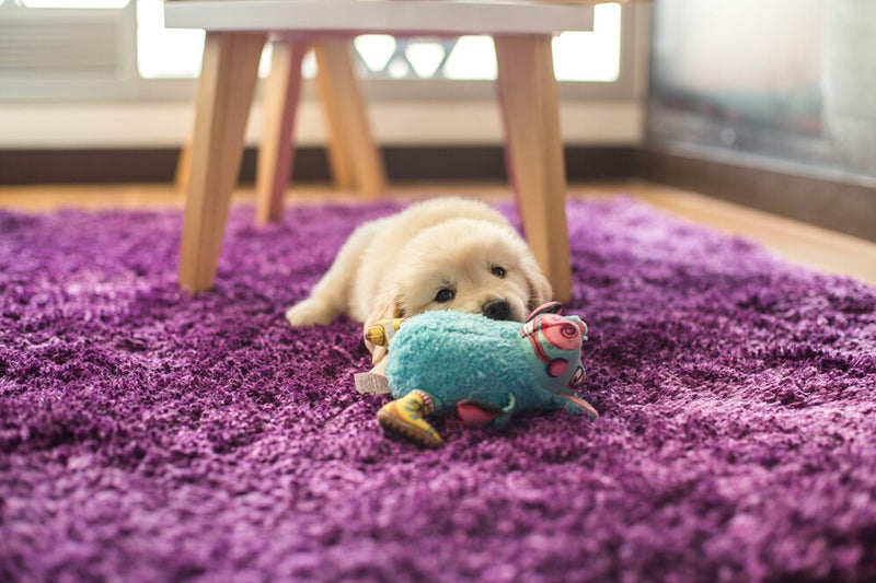the Safest Toys for your Pet