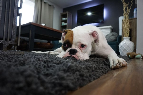 Is At-Home Pet Euthanasia Right for You and Your Beloved Pet?