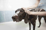 Dog Grooming Table Buying Guide