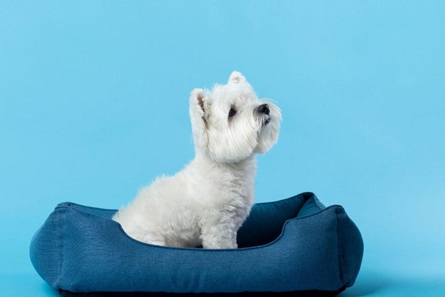 Sustainable Comfort: Types of Eco-Friendly Dog Beds with Removable Covers