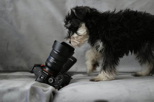 How to Edit Your Pet Art Photos to Enhance Detail and Vibrancy