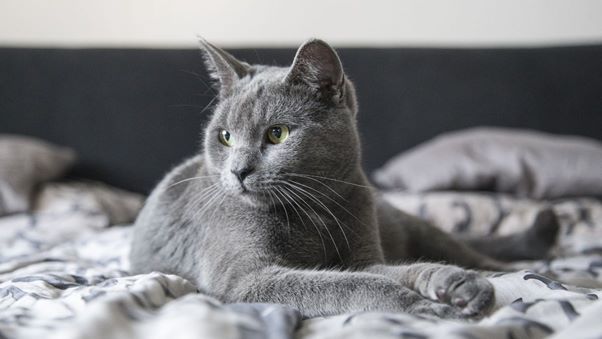 russian blue cats