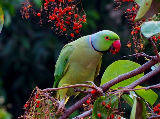 Top Tips for Preparing Your Home for a New Parrot