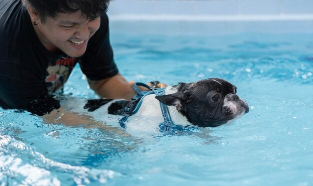 Dog Hydrotherapy