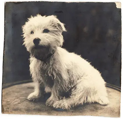 Pet Portraits: Ancient Roots to Digital Trends