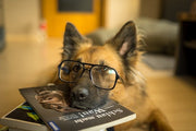 The Most Intelligent Dog Breeds