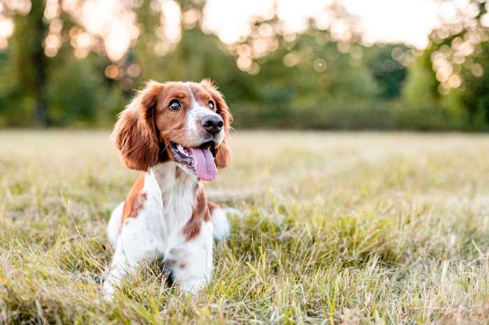 Vacation Tips for Dog Owners