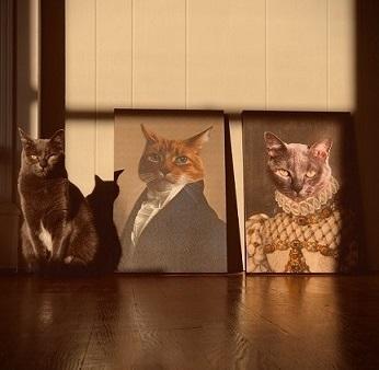 Cat portraits