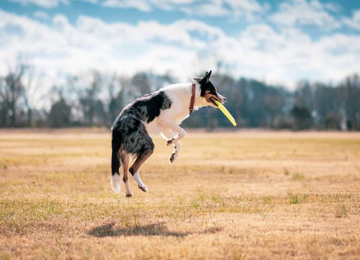 Why Play Time Is Important for Your Pet's Well-Being