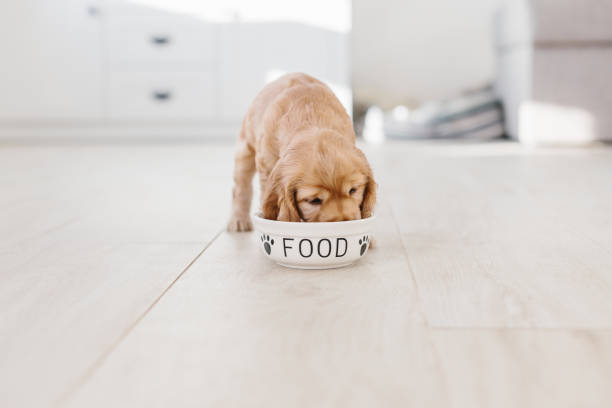 Dog Hypoallergenic Food