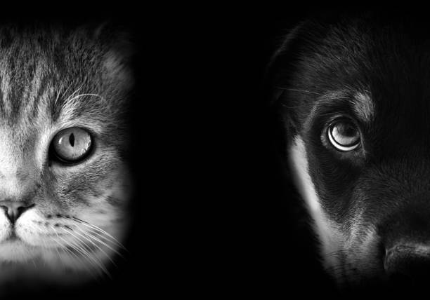 Dog and Cat Portraits