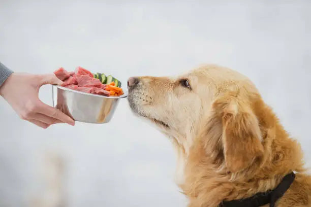 How Сan You Recognize if a Dog is on an Unsuitable Diet?