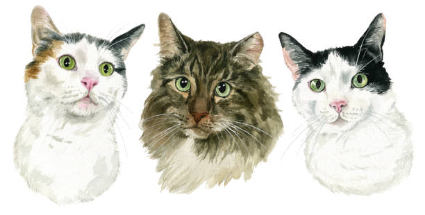Pet Portraits for All Cat Breeds