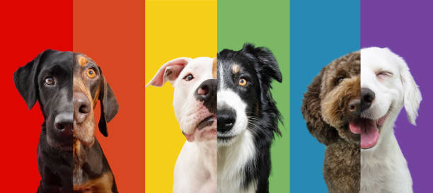 One Color Pet What Is the 3-Color Pet Portrait Photography Rule?