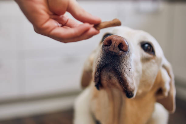 What Is The Best Dog Food? A Complete Nutrition Guide