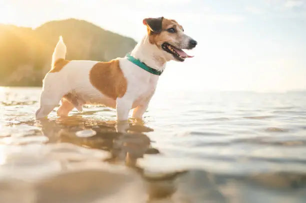 Water Play Dog