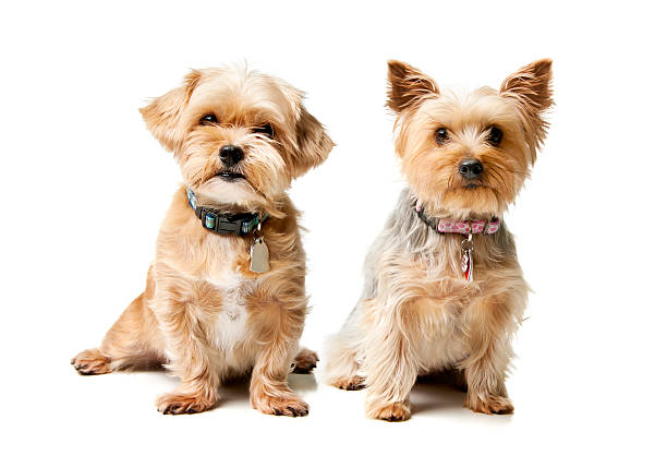 Small Breeds, Big Style: Custom Collars for Tiny Dogs