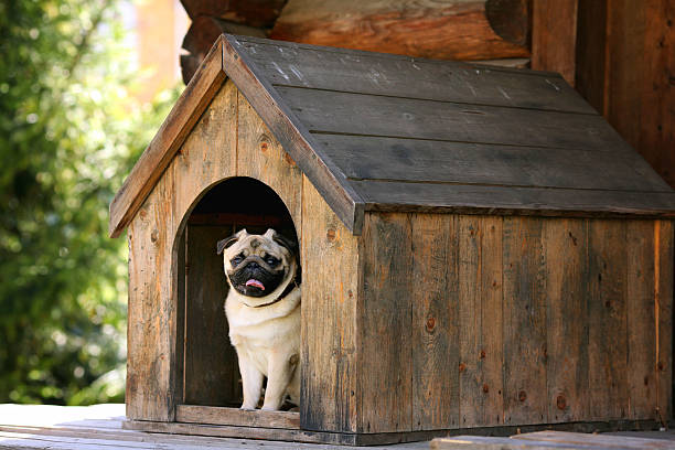 Converting an Old Shed to a Doghouse: All You Need is Time and Creativity