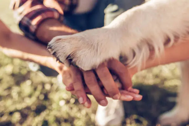 How to Keep Your Pets Healthy, Calm, and Happy Every Day