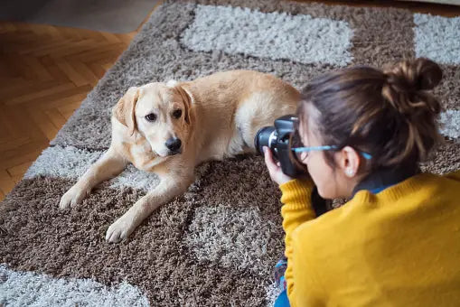What is the Best Camera for Pet Photography?