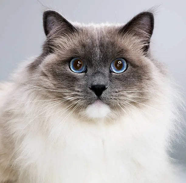 Ragdoll cat portrait