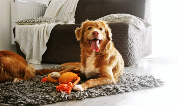 7 Simple Daily Routines to Keep You and Your Pet Fit