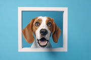 The Art of Home Décor: Seamlessly Integrating Your Custom Pet Portrait