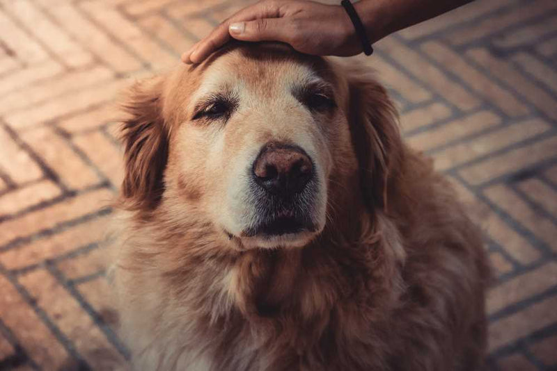 Benefits of Adopting Senior Pets