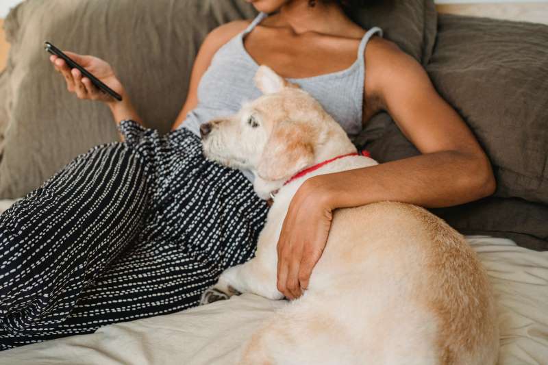 4 Ebook Must-Reads That Will Help You Better Understand Your Dog