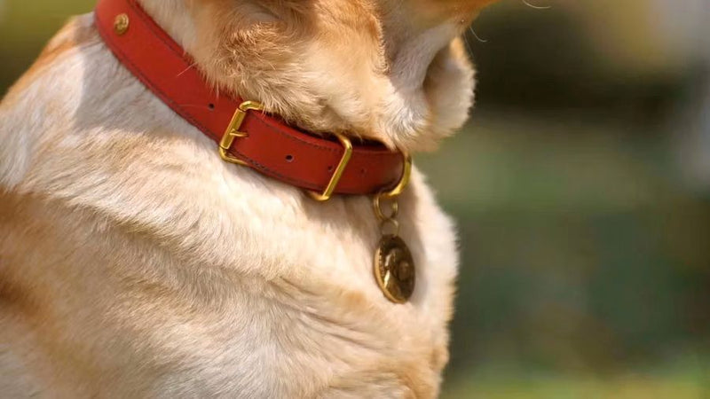 The Secret to a Successful Wireless Fence: Why You Must Re-train Your Dog for Proper Collar Fit