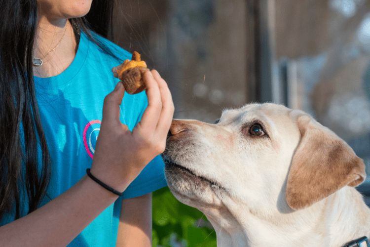 How to Choose Healthy Treats and Chews for Your Dog
