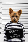 Guilty Custom Pet Portrait