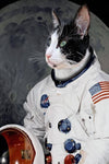 Cat in astronaut suit with moon background