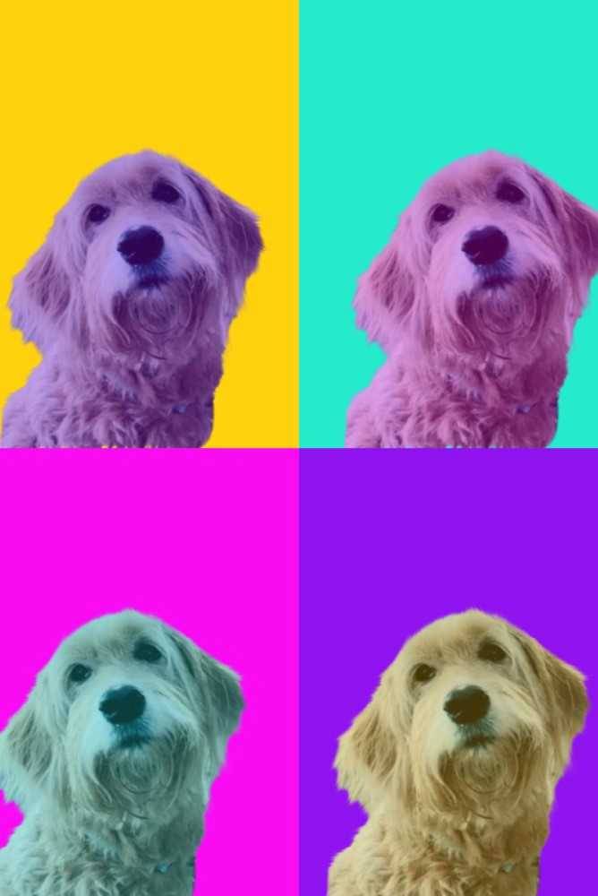 Warhol Art Custom Pet Portrait